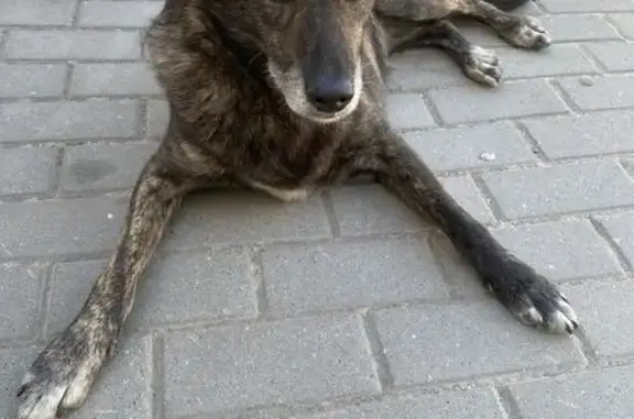 Пропала собака, ул. Ленина, Новая Усмань
