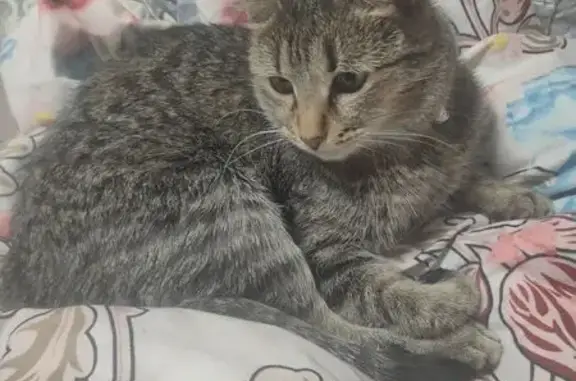 Кошки потеряшки, Ижевск, фото: Потеряшка кошка, ул. 40 лет Победы, 144А