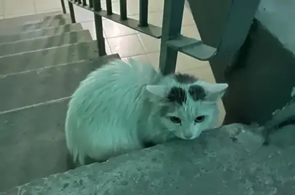 Кошка найдена, ул. Пирогова 1к2, Чебоксары