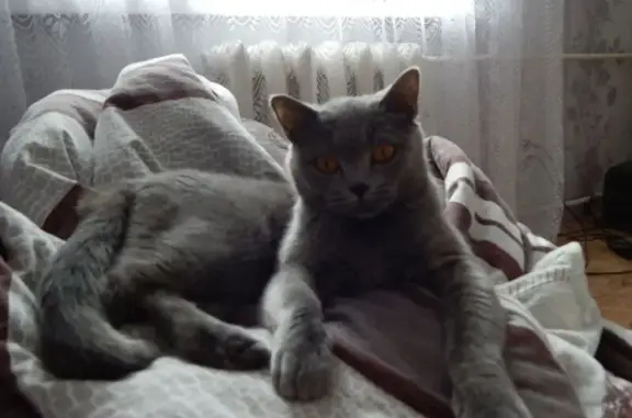 Кошки потеряшки, Вышний Волочёк, фото: Потеряшка кошка, ул. Карла Маркса, 90