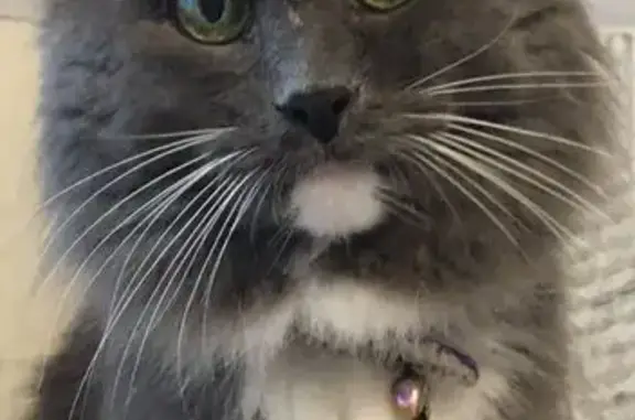 Пропала кошка, ул. Грина, 15, Москва