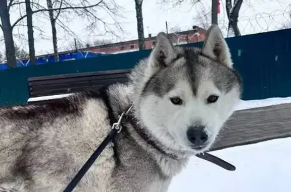 Пропала хаски, Октябрьская ул. 14, Москва