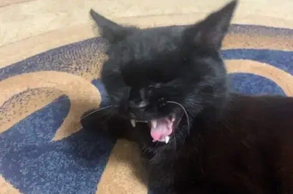 Найдена кошка, Пермь, фото: Черный кот найден: 5-я Каховская, 8, Пермь