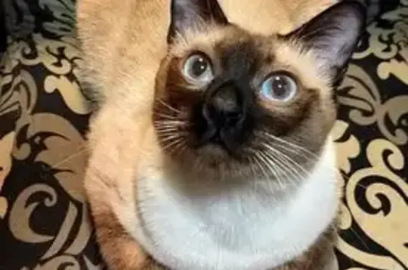 Кошки потеряшки, , фото: Потеряшка кошка, Косяково, Ачкасово