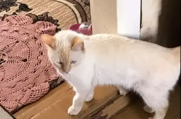 Кошки потеряшки, Лида, фото: Потеряшка кошка, Варшавская 19, Лида