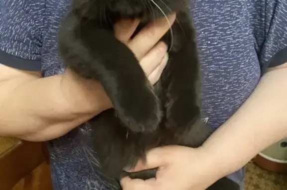 Найдена кошка, Нововоронеж, фото: Кошка найдена: Набережная ул., 8А, Нововоронеж