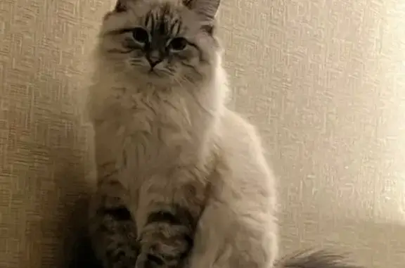 Пропала кошка, ул. Чемодурова, 5, Саратов