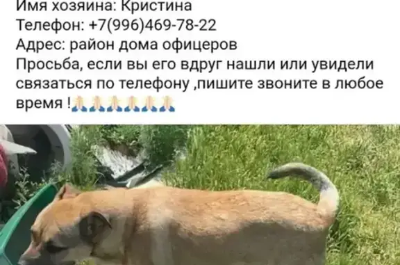Пропала собака, Тенистая 22, Астрахань