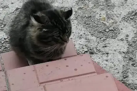 Найдена кошка, Кемеровская область, фото: Кот найден на Зейской в Плешках, Кемерово