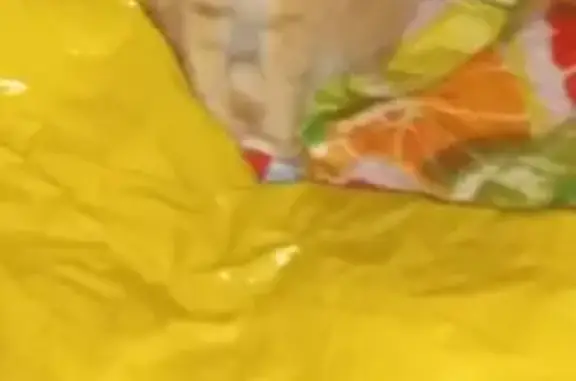 Объявления о пропавших и найденных животных, Бузулук, фото: Пропала кошка, 11 Бузулук