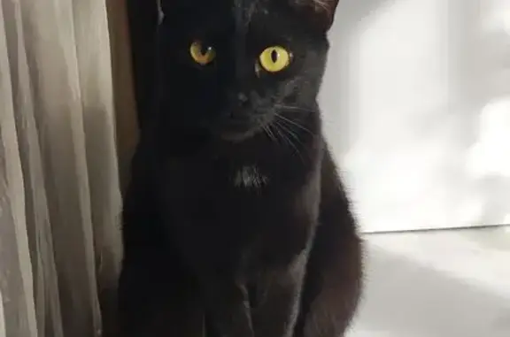 Потерянные животные Чебаркуль, фото: Пропала кошка, ул. Мира, 36, Чебаркуль