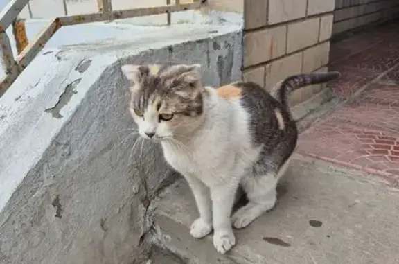 Кошка хромает, Генерала Лизюкова 66А