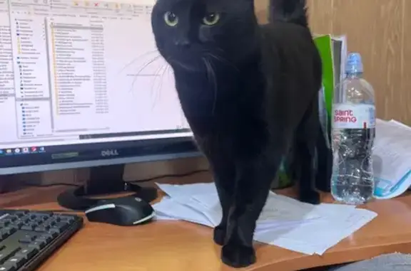 Кот найден: ул. А.Суворова, 31, Калининград