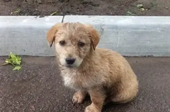 Объявления о пропавших и найденных животных, Зверево, фото: Собака у детсада, Казакова 18, Зверево