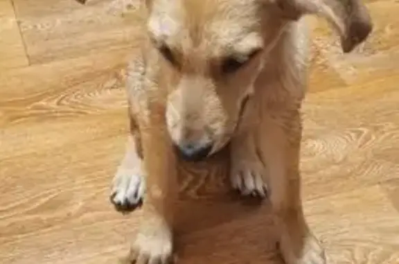 Собаки потеряшки, Навашино, фото: Потеряшка собака, ул. Калинина 14, Навашино