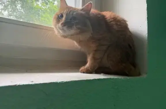 Найдена кошка, Врачебный проезд, 11 к3