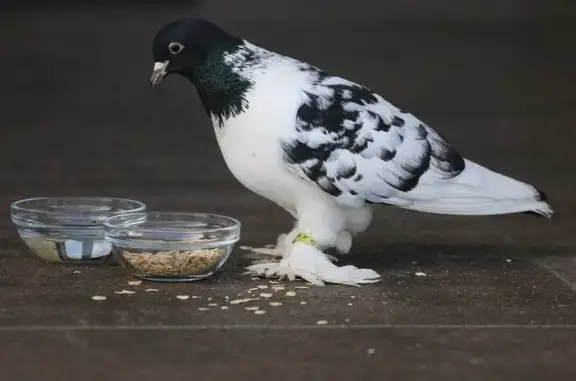 Найденные животные Кострома, фото: Породистый голубь найден, Войкова 44, Кострома