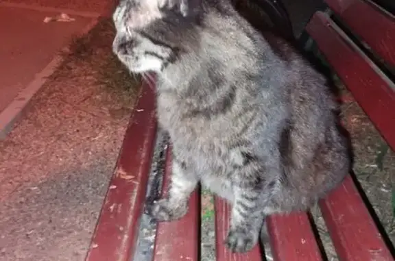 Найдена кошка, Владивосток, фото: Кошка найдена: Красного Знамени, 23, Владивосток