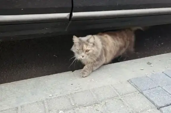 Кошка найдена: ул. Ульянова, 5, Н. Новгород