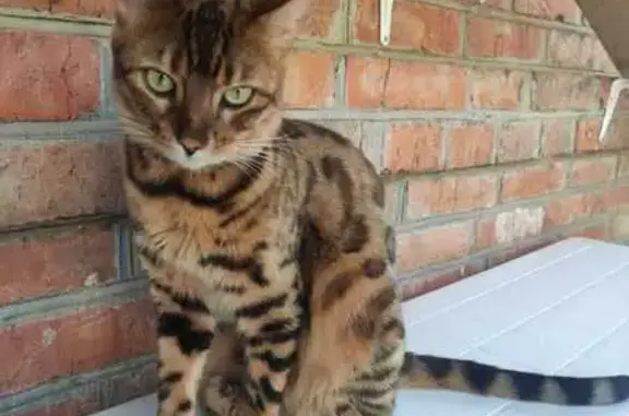 Кошки потеряшки, Москва, фото: Потеряшка кошка, ул. Новая Дорога, 3, Москва