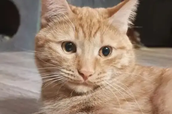 Кошки потеряшки, Нижний Новгород, фото: Потеряшка кошка, ул. Люкина 7, Н. Новгород