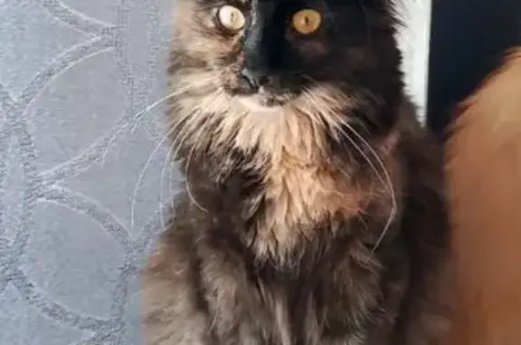 Кошки потеряшки, Добрянка, фото: Потеряшка кошка, ул. Л. Чайкиной, 20, Добрянка