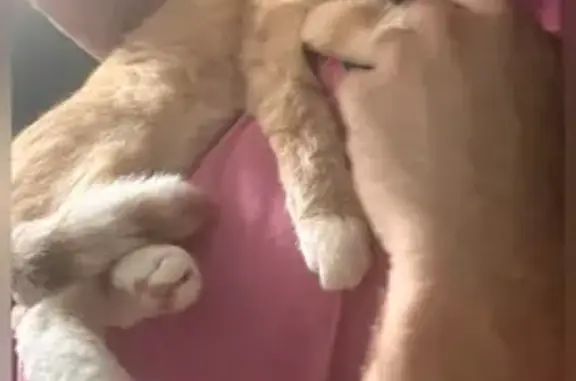 Кошки потеряшки, Магнитогорск, фото: Потеряшка рыжий кот, Сталеваров 16, Магнитогорск