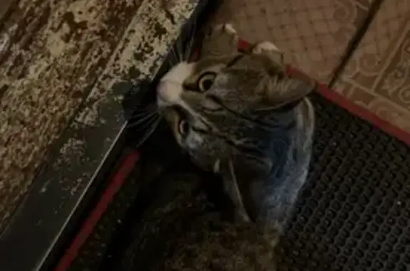 Потерянные животные Ижевск, фото: Пропала кошка, ул. 9 Января, 60, Ижевск