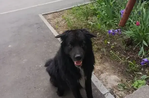 Собака найдена: Западная ул., 2, Электросталь
