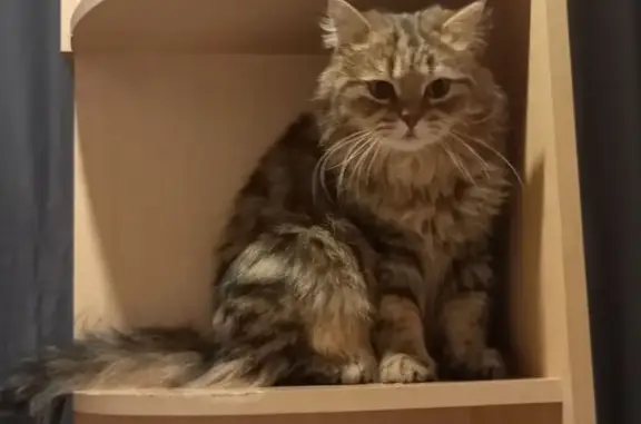 Кошки потеряшки, Новосибирская область, фото: Потеряшка кошка в Ленинском, Новосибирская обл.