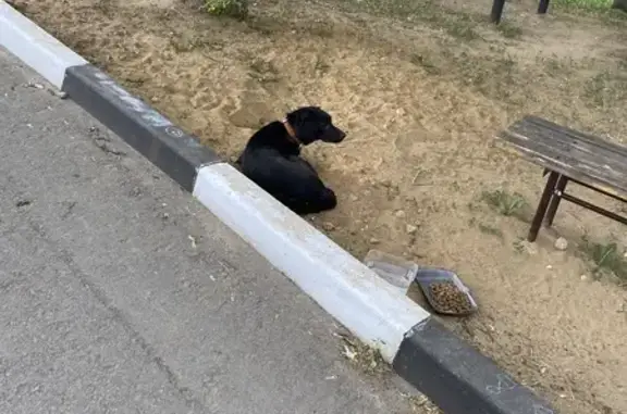 Собака найдена: Коммунальная пл., Липецк