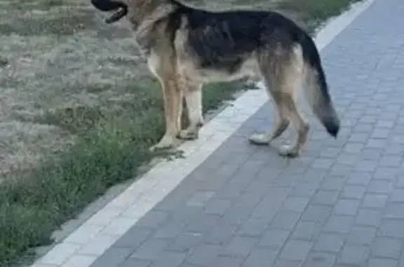 Пропала овчарка, ул. Коренцова, Воронеж