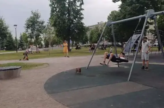 Потерянная собака на ул. 25 Октября, Воронеж