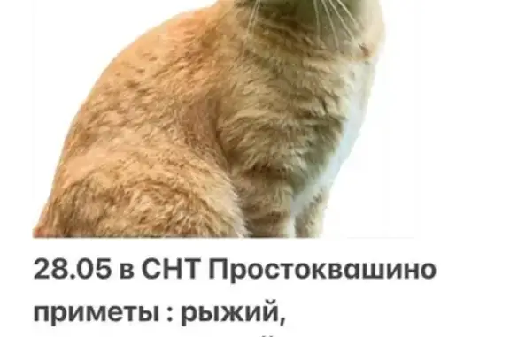 Пропала кошка, МО, 5 лет, рыжая, сломано ухо