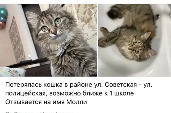 Пропала кошка, Советская ул., Дюртюли
