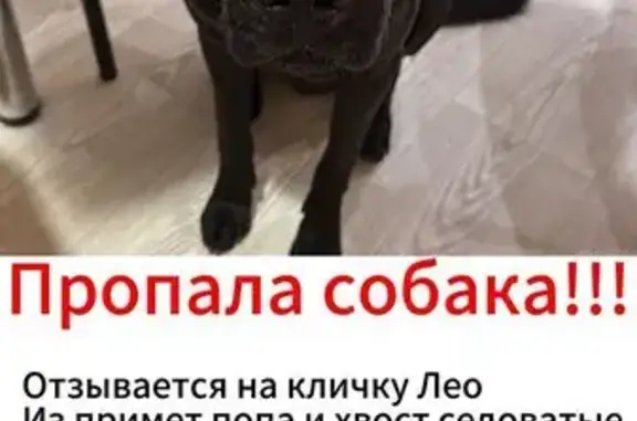 Пропала собака, Промышленная 19, Батайск