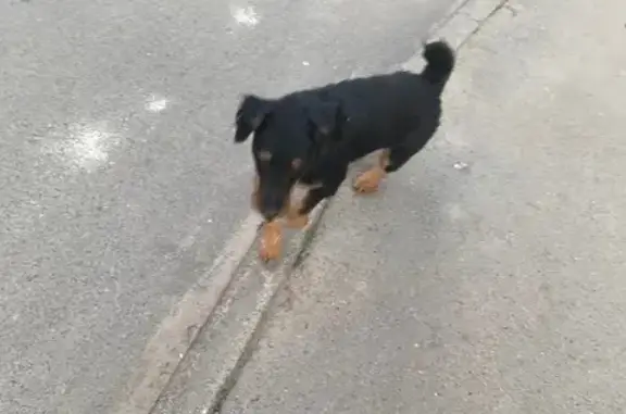 Найдена собака, Казань, фото: Найдена собака, ул. Адоратского, 8, Казань