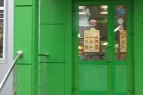 Найдена кошка, Кирсанов, фото: Найдена кошка, Спортивная 5/1, Кирсанов