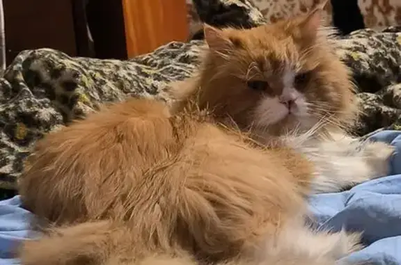 Кошки потеряшки, Санкт-Петербург, фото: Потеряшка кошка, Апрельская ул. 6 к2 СПб