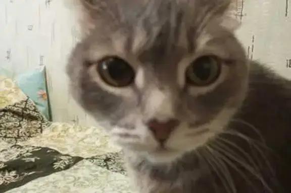 Кошки потеряшки, Новоуральск, фото: Потеряшка кошка, ул. Фрунзе, 12А, Новоуральск