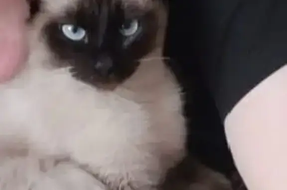 Пропала кошка, Юбилейный пер., 1, Родыгино