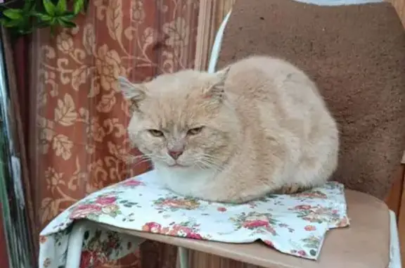 Кошка найдена: Полевая аллея, 10, Токсово