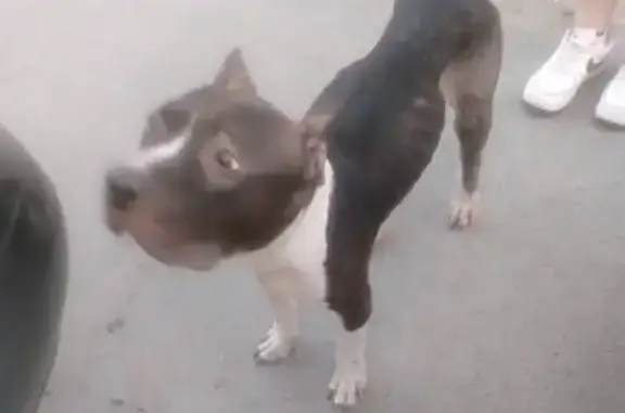 Найден стаффорд на Ленинградской, Заречный