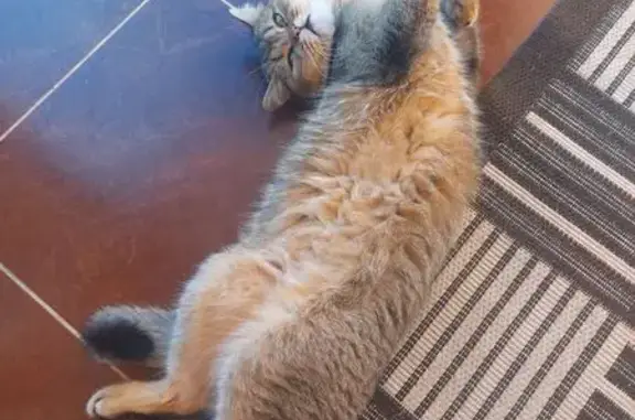 Кошки потеряшки, Брест, фото: Потеряшка кошка, Влодавская ул. 111, Брест