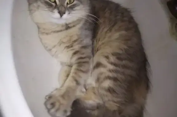 Потерянные животные Оренбург, фото: Пропала кошка, пр. Дзержинского 26, Оренбург