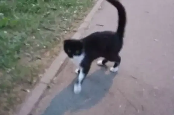 Найдена кошка, Мценск, фото: Кошка найдена на Машиностроителей, 12