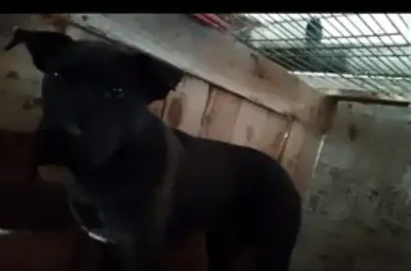 Найдена собака, Камышловский городской округ, фото: Собака найдена: ул. Красных Орлов, 99