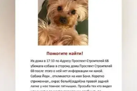 Пропала собака, Пенза, пр. Строителей, 68