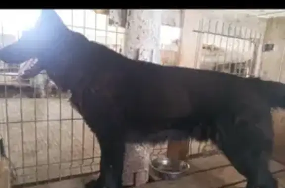 Найдена собака, Камышловский городской округ, фото: Собака найдена: ул. Красных Орлов, 99