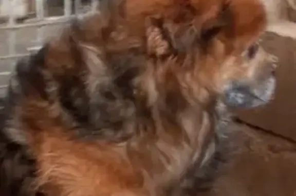 Найдена собака, Камышловский городской округ, фото: Собака найдена: Ирбитская 66, Камышлов